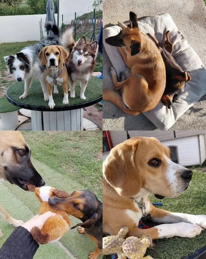 presentation chiens centre aere 1